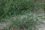 Broadleaf signalgrass